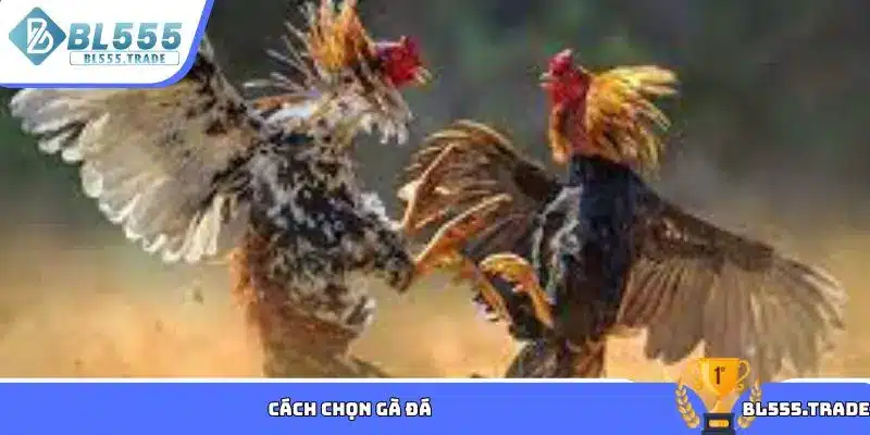 Cách chọn gà đá